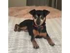 Adopt Ella a Miniature Pinscher