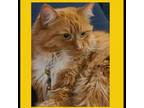 Adopt Gigi a Domestic Long Hair, Domestic Medium Hair