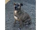 Adopt Honeybun a Mountain Cur