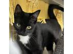 Adopt Chunked a Domestic Medium Hair, Domestic Short Hair