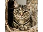 Adopt Gary a Domestic Short Hair