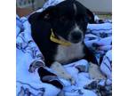 Adopt ONA a Rat Terrier