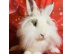 Adopt Cinnabun a Lionhead, American