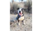Adopt Poppy a American Staffordshire Terrier