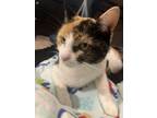 Adopt Savannah a Domestic Short Hair