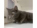 Adopt Carrie a Domestic Short Hair