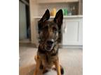 Adopt Mamma Elsa a German Shepherd Dog