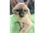 Adopt Jessie a Tonkinese