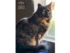 Adopt Janis a Domestic Medium Hair, Domestic Long Hair