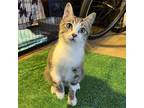 Adopt Nettles a American Shorthair