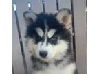 Thor~Handsome Siberian!