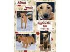 Adopt Alma a German Shepherd Dog, Labrador Retriever