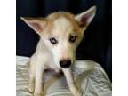 Siberian Husky Puppy for sale in Stone Mountain, GA, USA