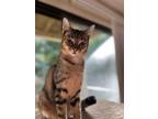 Adopt Pansy (Bonded with Daphne) a Domestic Short Hair