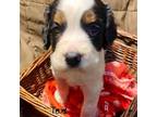 English Springer Spaniel Puppy for sale in Henderson, TX, USA