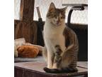 Adopt Echo a Domestic Short Hair