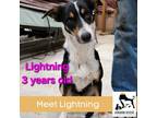 Adopt Lightning a Border Collie