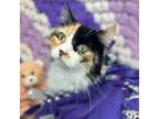 Adopt Luann a Domestic Long Hair