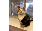 Adopt Prue a Domestic Short Hair