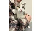 Adopt Cadabra (Snowball) a Domestic Short Hair