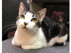 Adopt Mochi a Tabby