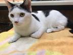 Adopt Dottie a Turkish Van