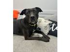 Adopt Raven a Pit Bull Terrier