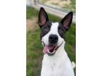 Adopt Bella a Border Collie, Pit Bull Terrier