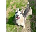 Adopt Emmy a Siberian Husky