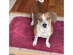 Adopt Penny a Beagle, Dachshund