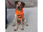 Adopt Gretchen a German Shorthaired Pointer, Mixed Breed
