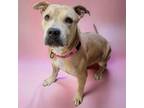 Adopt Dutchess a Pit Bull Terrier, Mixed Breed