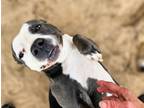 Adopt Vida - FOSTER NEEDED! a Pit Bull Terrier