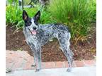 Adopt Lola Lu - Very Well Trained! a Cattle Dog