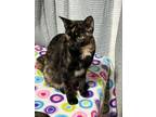 Adopt Callie a Domestic Short Hair