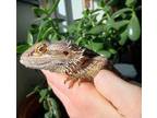 Adopt Darla a Lizard, Bearded Dragon