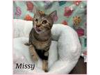 Adopt Missy a American Shorthair