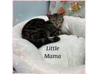 Adopt Little Mama a American Shorthair