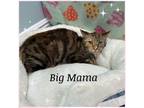 Adopt Big Mama a American Shorthair