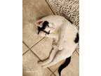 Adopt Sadie a American Shorthair