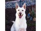 Adopt London a White German Shepherd, Husky