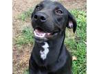 Adopt Nibble a Black Labrador Retriever, Mixed Breed