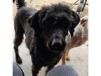 Adopt Sheba a Standard Poodle, Black Labrador Retriever