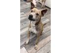 Adopt Cali a Mountain Cur