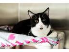 Adopt SPEC a Domestic Short Hair