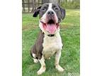 Adopt BRICK a Pit Bull Terrier, Basset Hound