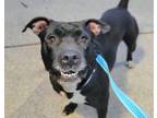 Adopt Max the Sequel a Pit Bull Terrier