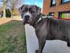 Adopt Blue a Pit Bull Terrier