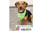 Adopt Max a Hound