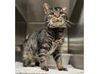 Adopt Harold a Domestic Short Hair